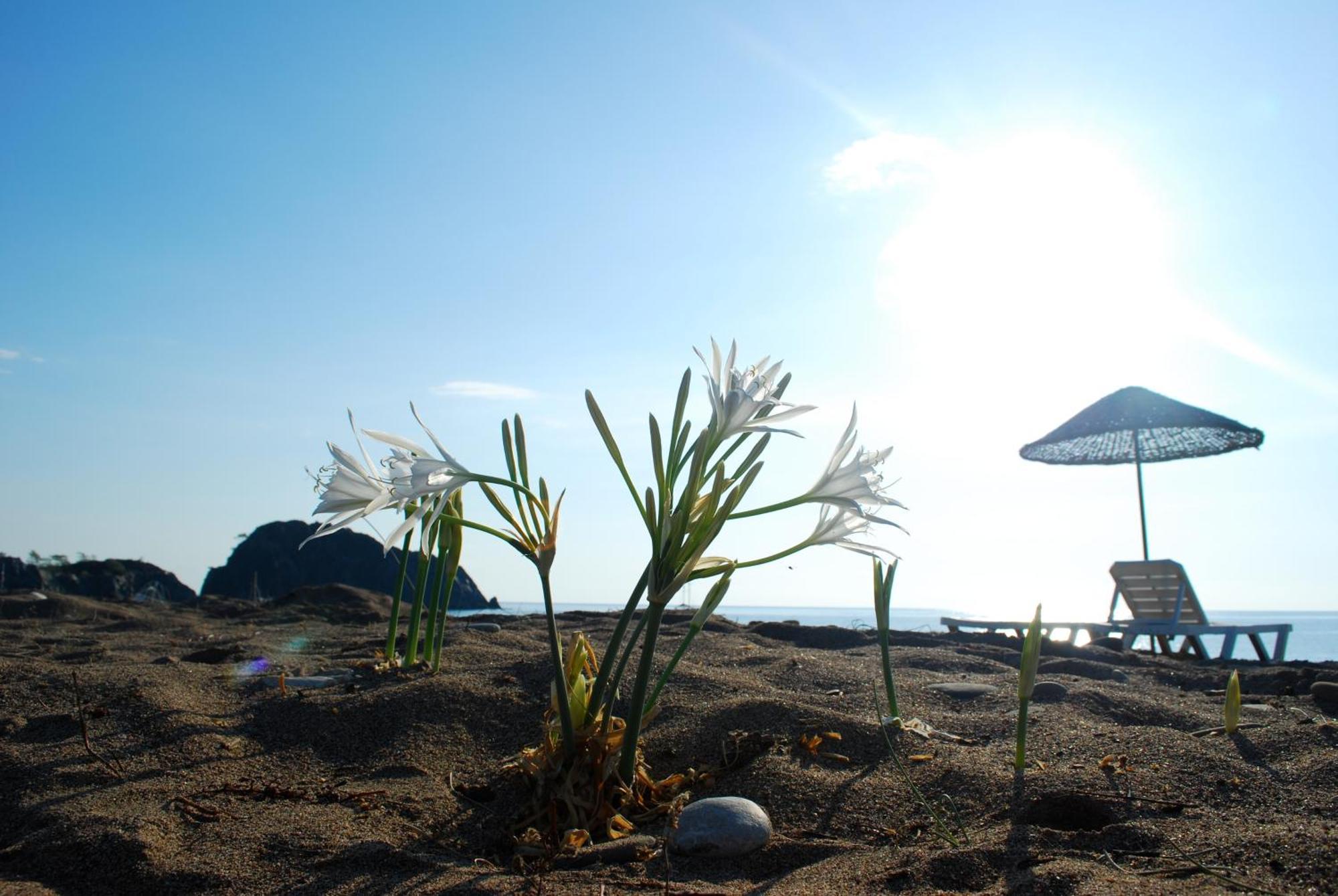 Ugur Pansiyon Bungalows Çıralı Luaran gambar