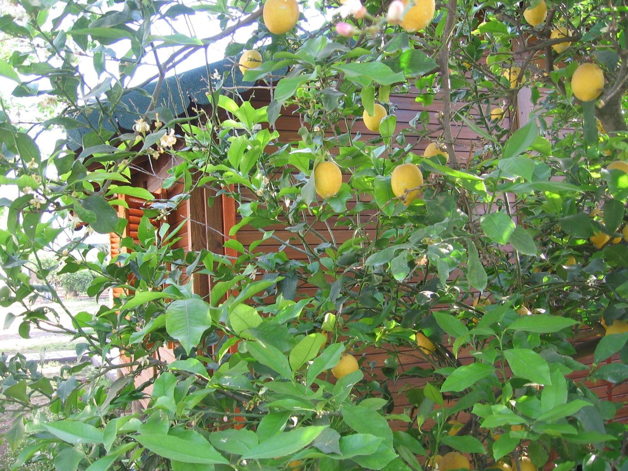 Ugur Pansiyon Bungalows Çıralı Luaran gambar